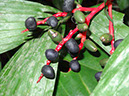 %_tempFileName1%20Frutos%20%20depredados%