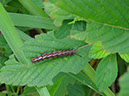%_tempFileName100%20Larva%20de%20Turnera%