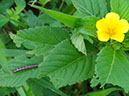 %_tempFileName101%20Herbivoria%20en%20Turnera%