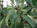%_tempFileName102%20Herbivoria%20en%20Eugenia%