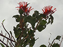 %_tempFileName103%20planta%20parasita%20de%20Bursera%
