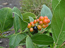 %_tempFileName104%20Frutos%20de%20Citharexylum%20%