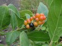 %_tempFileName105%20Frutos%20de%20Citharexylum%20%