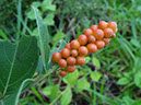 %_tempFileName106%20Herbivoria%20Citharexylum%20%
