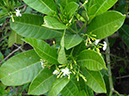 %_tempFileName107%20Flores%20de%20Tabernaemontana%20%