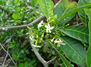 %_tempFileName109%20Flores%20de%20Tabernaemontana%