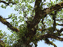 %_tempFileName11%20Plantas%20epifitas%
