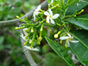 %_tempFileName110%20Flores%20de%20Tabernaemontana%