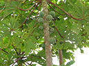 %_tempFileName111%20Frutos%20de%20Carica%