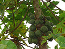 %_tempFileName112%20Frutos%20de%20Carica%