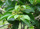 %_tempFileName113%20Flores%20de%20Cissus%