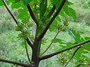 %_tempFileName115%20Flores%20macho%20de%20Carica%20%