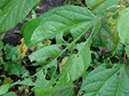 %_tempFileName116%20Herbivoria%20en%20Heliocarpus%