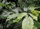 %_tempFileName117%20Herbivoria%20en%20Cassia%
