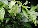 %_tempFileName118%20Herbivoria%20en%20Cassia%