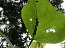 %_tempFileName119%20homopteros%20en%20%