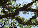 %_tempFileName12%20Plantas%20epifitas%