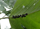 %_tempFileName120%20Homopteros%20en%20Erythrina%