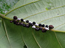 %_tempFileName121%20Homopteros%20en%20Erythrina%