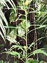 %_tempFileName122%20Herbivoria%20en%20Neurolaena%