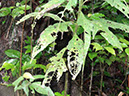 %_tempFileName123%20Herbivoria%20en%20Neurolaena%