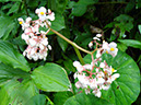 %_tempFileName124%20Flores%20masculinas%20de%20Begonia%