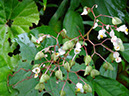 %_tempFileName125%20Flores%20femeninas%20de%20Begonia%