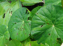 %_tempFileName126%20Herbivoria%20en%20Begonia%