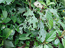 %_tempFileName127%20Herbivoria%20en%20Myriocarpa%