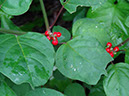 %_tempFileName128%20Herbivoria%20en%20Rivina%20%