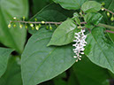 %_tempFileName129%20Flores%20de%20Rivina%