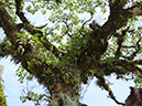 %_tempFileName13%20plantas%20epifitas%
