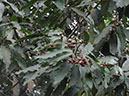 %_tempFileName131%20Frutos%20de%20Licaria%