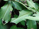 %_tempFileName133%20Herbivoria%20en%20Costus%