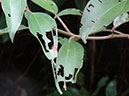 %_tempFileName134%20Hebrivoria%20en%20Conastegia%