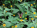 %_tempFileName135%20Mariposa%20en%20Melampodium%
