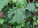 %_tempFileName139%20Herbivoria%20en%20Hampea%