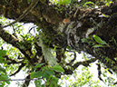 %_tempFileName14%20Plantas%20epifitas%