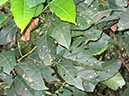 %_tempFileName141%20Herbivoria%20en%20Alchornea%