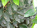 %_tempFileName142%20Herbivoria%20en%20Alchornea%