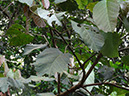 %_tempFileName144%20Herbivoria%20en%20Alchornea%