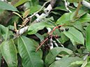 %_tempFileName145%20Frutos%20de%20Ardisia%