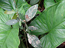 %_tempFileName146%20Minador%20en%20Desmodium%