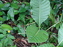 %_tempFileName149%20Herbivoria%20en%20Psichotrya%