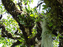 %_tempFileName15%20Plantas%20epifitas%