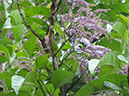 %_tempFileName150%20Flores%20Citharexylum%