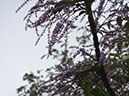 %_tempFileName151%20Flores%20Citharexylum%