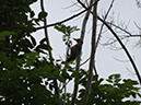 %_tempFileName152%20Pajaro%20carpintero%