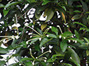 %_tempFileName153%20Flores%20de%20Posoqueria%