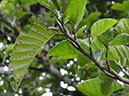 %_tempFileName154%20Herbivoria%20en%20Poulsenia%